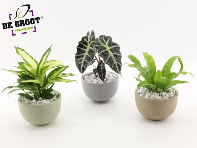 Picture of FOLIAGE MIX IN CERAMIC