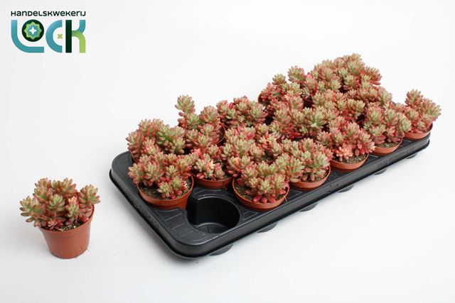 Picture of SEDUM RUBROTINCTUM AURORA