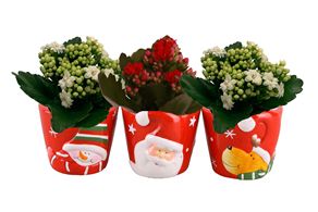 Picture of KALANCHOE ROSALINA IN XMAS CERAMIC