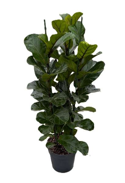 Picture of Ficus lyrata