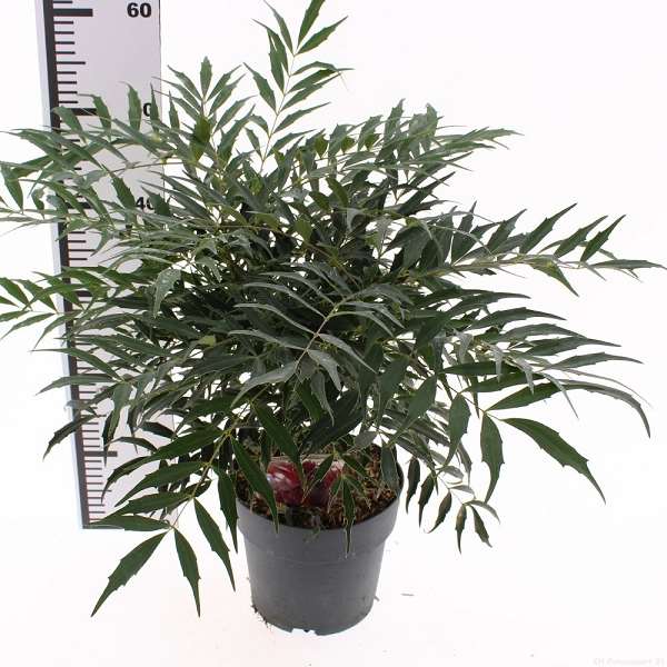 Picture of Mahonia eurybracteata meteor