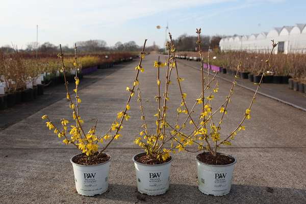 Picture of Forsythia koreana flying machine