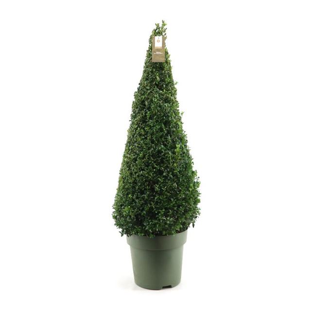 Picture of BUXUS SEMPERVIRENS PYRAMID 080/090 CM ABOVE THE PO