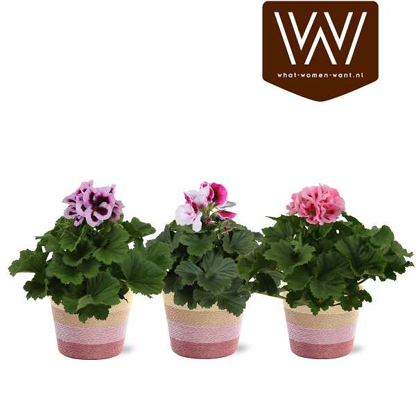 Picture of Arrangement pelargonium basket