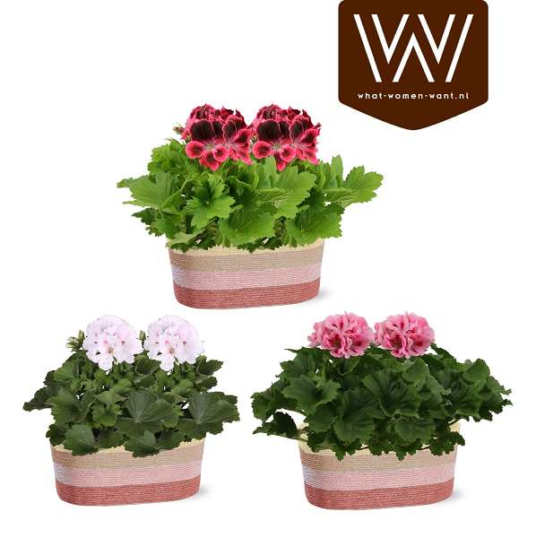 Picture of Arrangement pelargonium basket