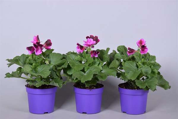 Picture of Pelargonium grandiflorum purple