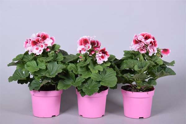 Picture of Pelargonium grandiflorum pink