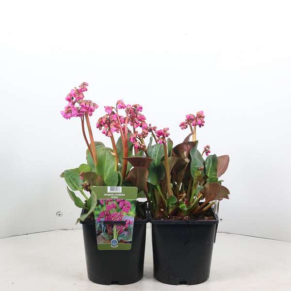 Picture of Bergenia eroica