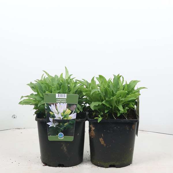 Picture of Campanula glomerata genti white