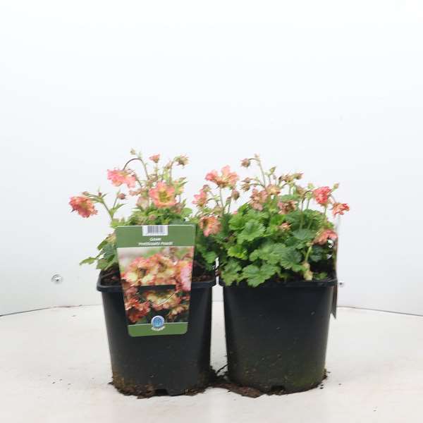 Picture of Geum pretticoats peach