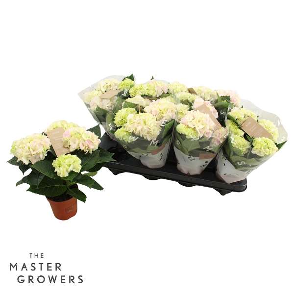 Picture of Hydrangea macr  hi diamond 3+ fl