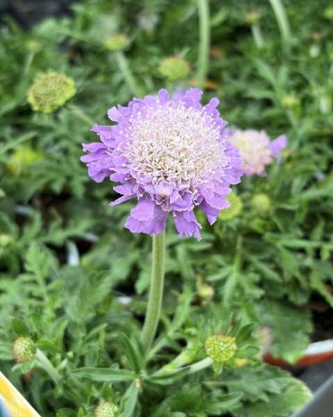 Picture of Scabiosa columbaria butterfly blue