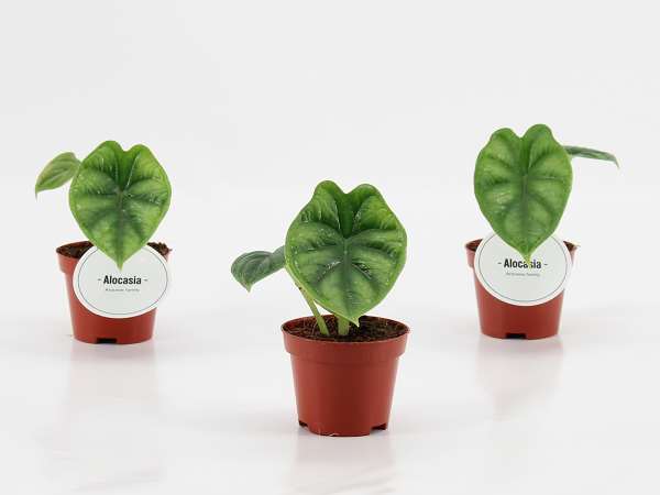 Picture of Alocasia dragon scale