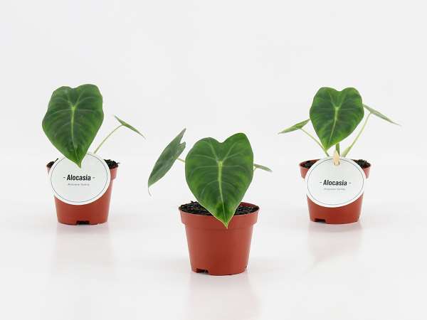 Picture of Alocasia frydek
