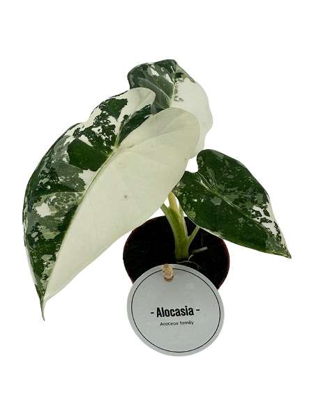 Picture of Alocasia frydek variegata