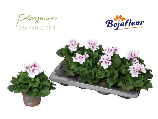 Picture of Pelargonium grandiflorum belinda