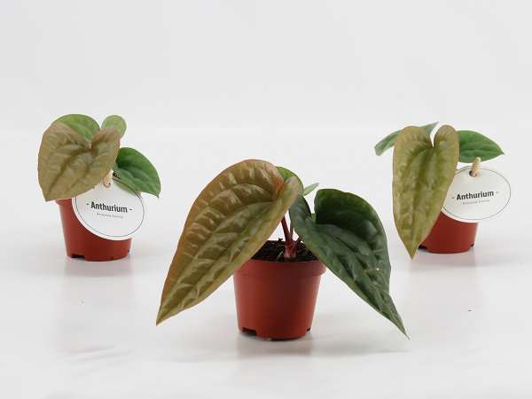 Picture of Anthurium luxurians x radicans