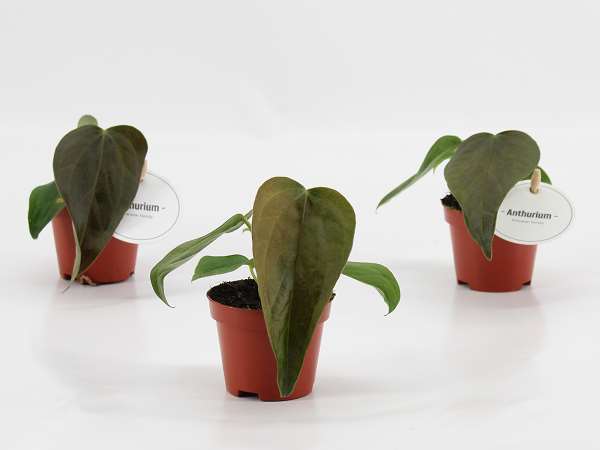 Picture of Anthurium queen of heart