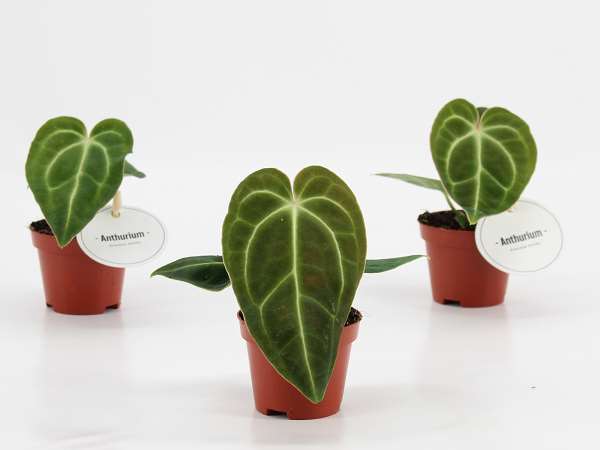 Picture of Anthurium regale