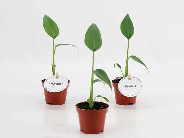 Picture of Monstera burle marx flame