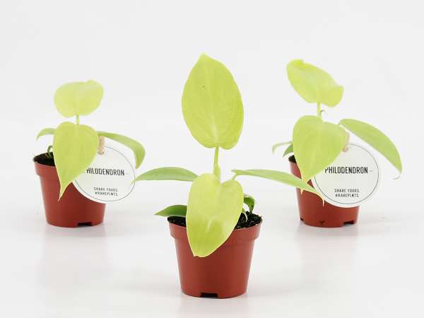 Picture of Philodendron golden violin