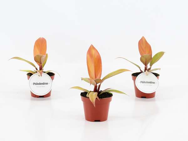 Picture of Philodendron prince of orange