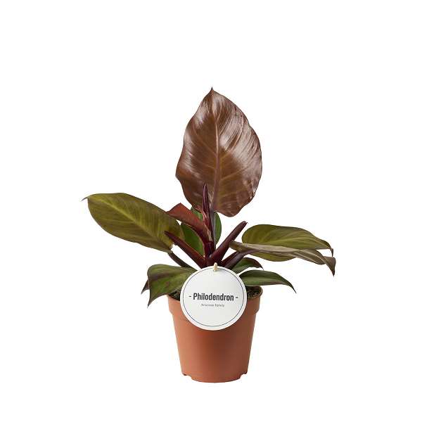 Picture of Philodendron mccolley's finale