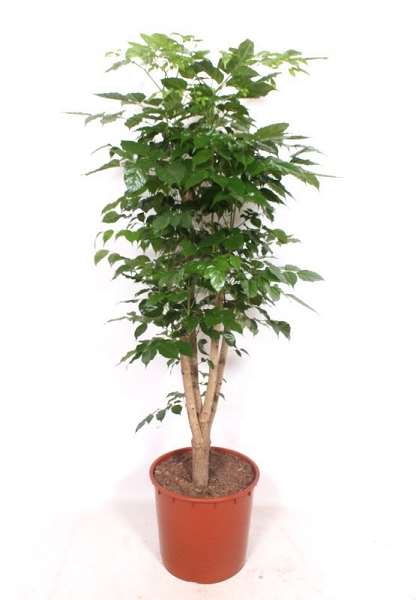 Picture of Radermachera