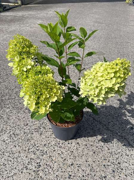Picture of Hydrangea pan  little fresco