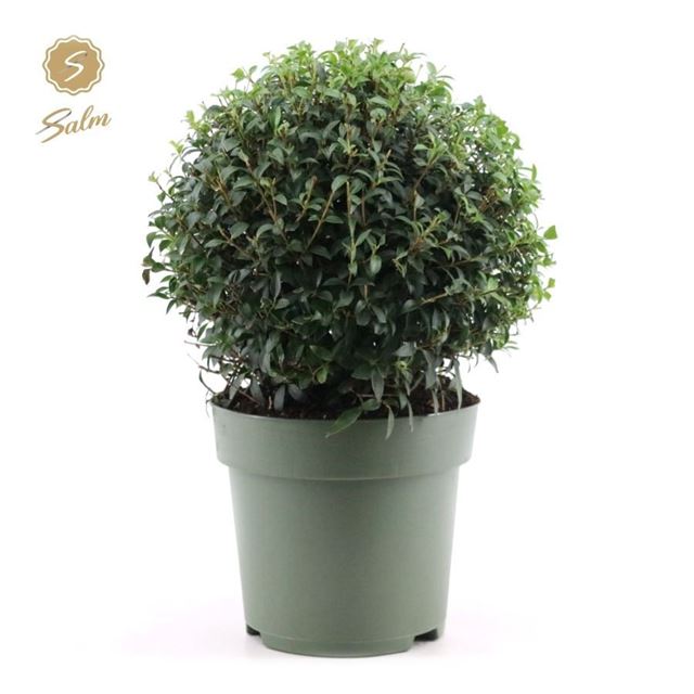 Picture of Osmanthus burkwoodii ball 38cm