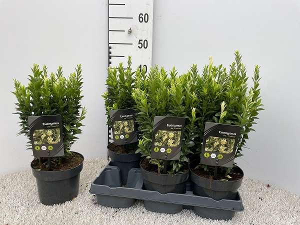 Picture of Euonymus japonicus francien