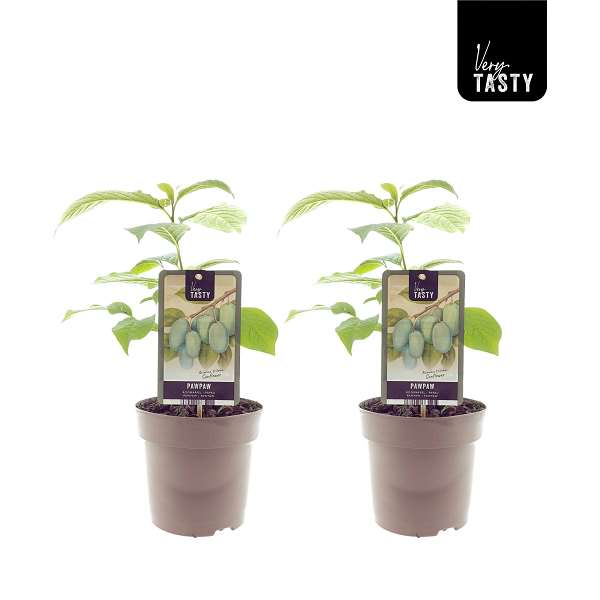 Picture of Asimina sunflower