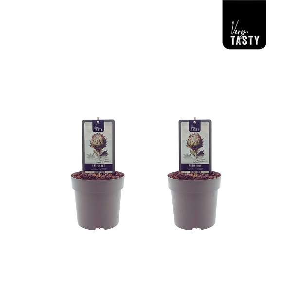 Picture of Cynara purple of romagna