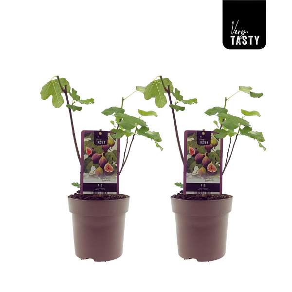 Picture of Ficus carica bornholm