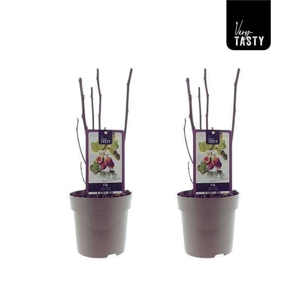 Picture of Ficus carica precoce de dalmatie