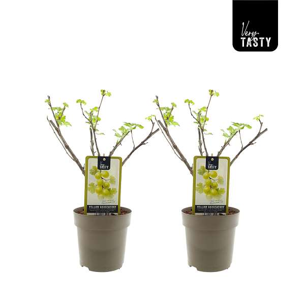 Picture of Ribes hinnonmaki gul