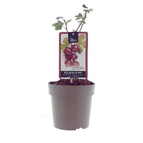 Picture of Ribes hinnonmaki rod