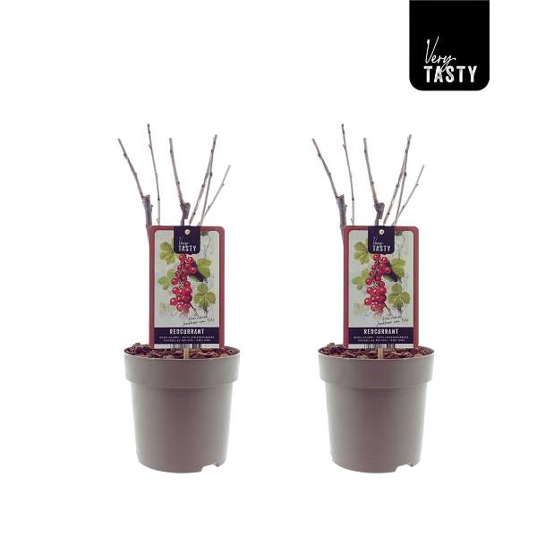 Picture of Ribes jonkheer van tets