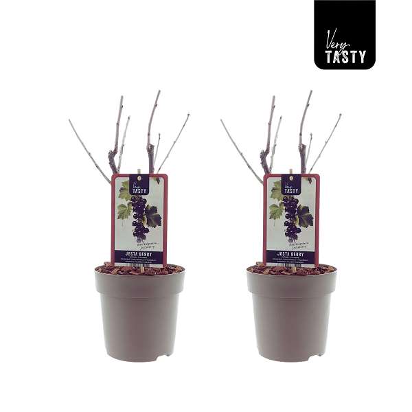 Picture of Ribes jostaberry