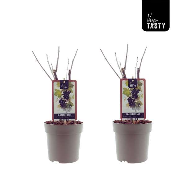 Picture of Ribes ojebyn