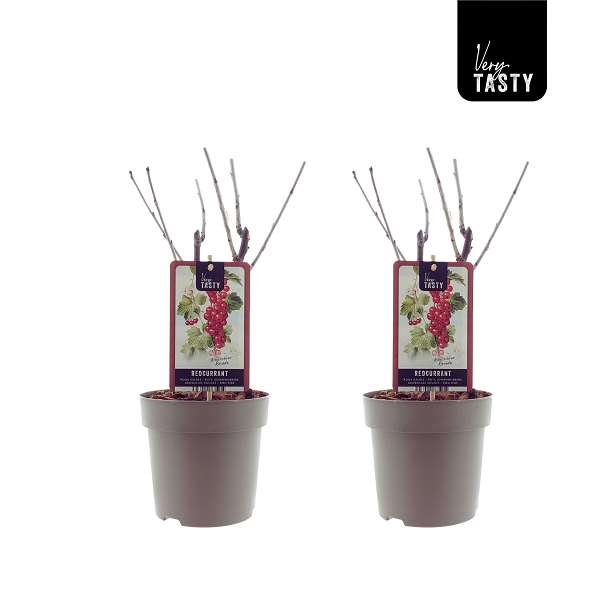 Picture of Ribes rovada