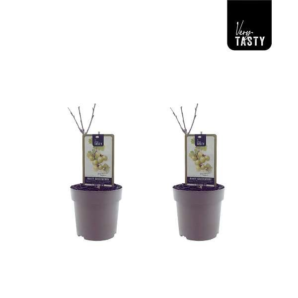 Picture of Ribes tatjana