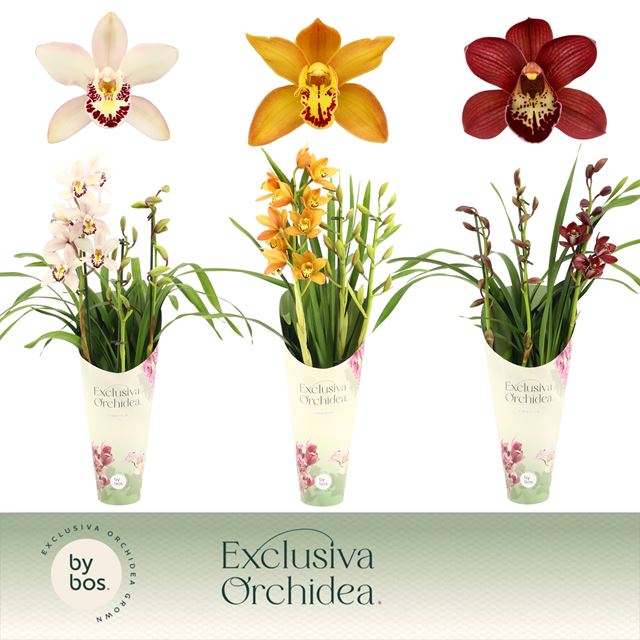 Picture of CYMBIDIUM 03-STEM MIX + COVER