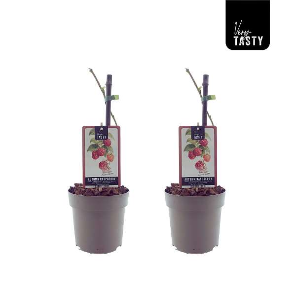 Picture of Rubus aroma queen