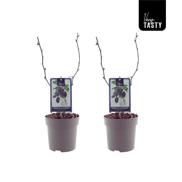 Picture of Rubus black satin