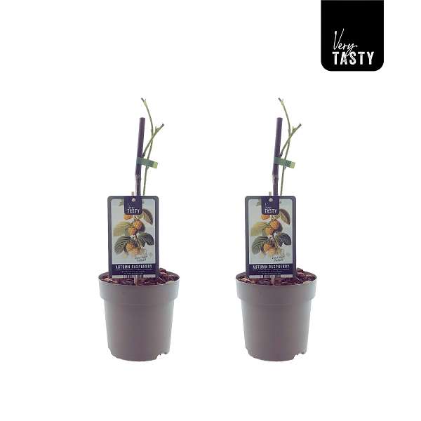 Picture of Rubus fallgold