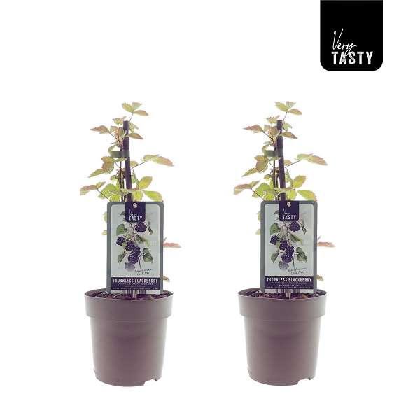 Picture of Rubus loch ness