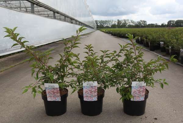 Picture of Prunus incisa mikinori