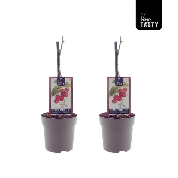 Picture of Rubus schonemann