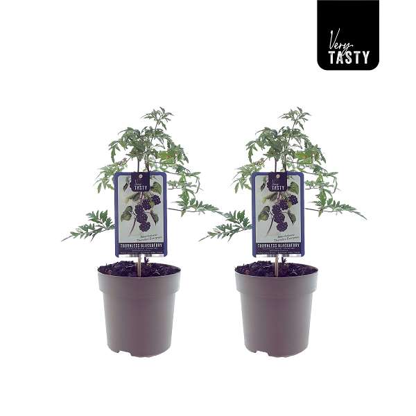 Picture of Rubus thornless evergreen